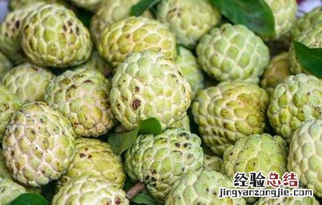 释迦果高产栽培技术 释迦果的高产管理要点