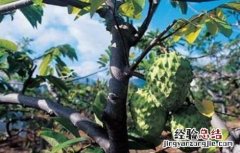 释迦果高产栽培技术 释迦果的高产管理要点