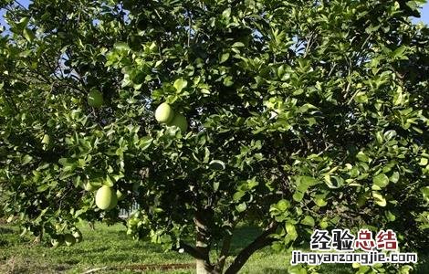 柚子树的管理与栽培 柚子树的管理要点