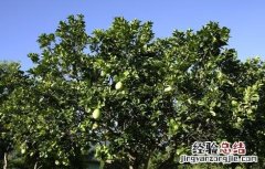 柚子树的管理与栽培 柚子树的管理要点