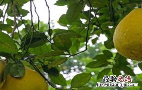 柚子树的管理与栽培 柚子树的管理要点