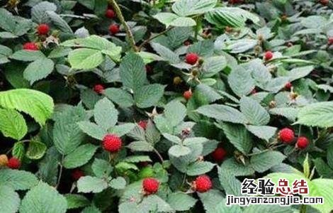 覆盆子种植如何管理盆景 覆盆子种植如何管理
