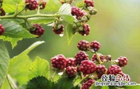 覆盆子种植如何管理盆景 覆盆子种植如何管理