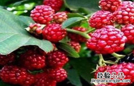 覆盆子种植如何管理盆景 覆盆子种植如何管理