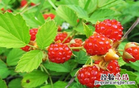 覆盆子种植如何管理盆景 覆盆子种植如何管理