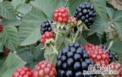 覆盆子种植如何管理盆景 覆盆子种植如何管理