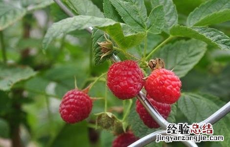 覆盆子种植如何管理盆景 覆盆子种植如何管理