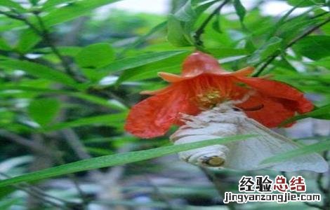 石榴树常见病虫害 石榴树常见病虫害及防治