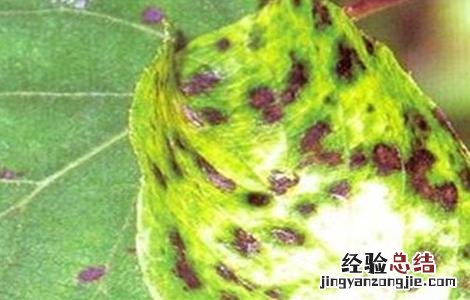 石榴树常见病虫害 石榴树常见病虫害及防治