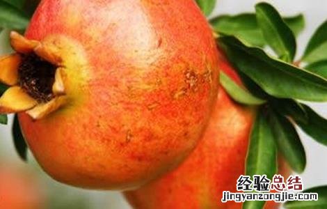 石榴树常见病虫害 石榴树常见病虫害及防治