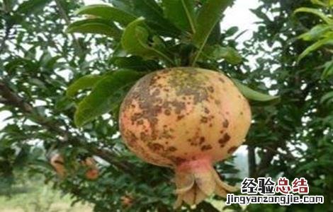 石榴树常见病虫害 石榴树常见病虫害及防治