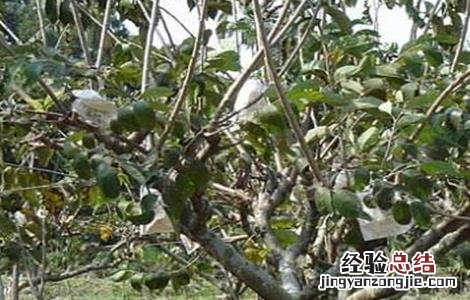 释迦果树种植方法喜阴 释迦果树种植方法