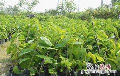 释迦果树种植方法喜阴 释迦果树种植方法