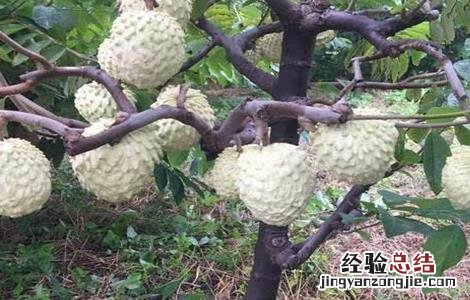 释迦果树种植方法喜阴 释迦果树种植方法