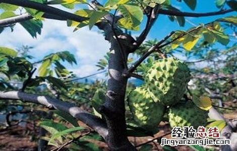 释迦果树种植方法喜阴 释迦果树种植方法