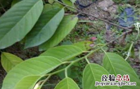 释迦果树种植方法喜阴 释迦果树种植方法