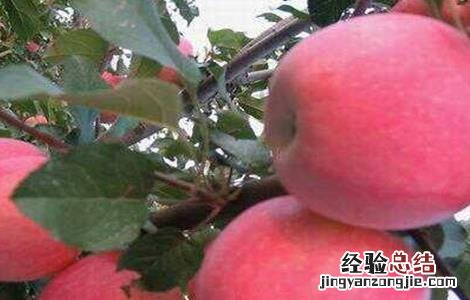 苹果冬季管理技术 苹果冬季管理技术有哪些