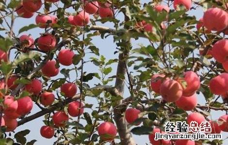 苹果冬季管理技术 苹果冬季管理技术有哪些