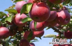 苹果冬季管理技术 苹果冬季管理技术有哪些