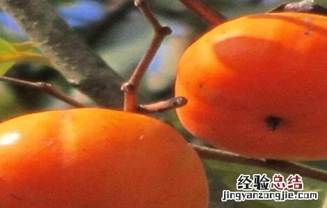 柿子树常见虫害及防治 柿子树常见虫害
