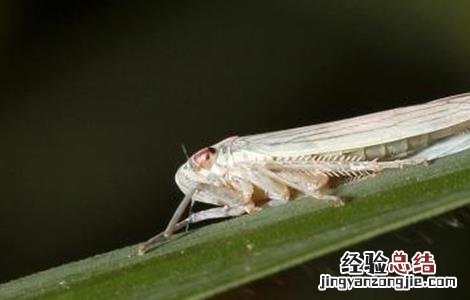 柿子树常见虫害及防治 柿子树常见虫害