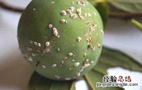 柿子树常见虫害及防治 柿子树常见虫害