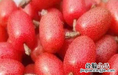 羊奶果多少钱一斤 羊奶果多少钱一斤
