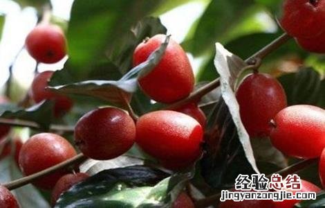 羊奶果多少钱一斤 羊奶果多少钱一斤