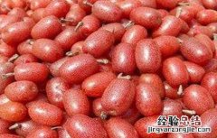 羊奶果多少钱一斤 羊奶果多少钱一斤