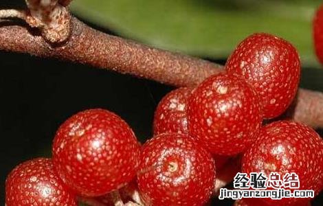 羊奶果多少钱一斤 羊奶果多少钱一斤