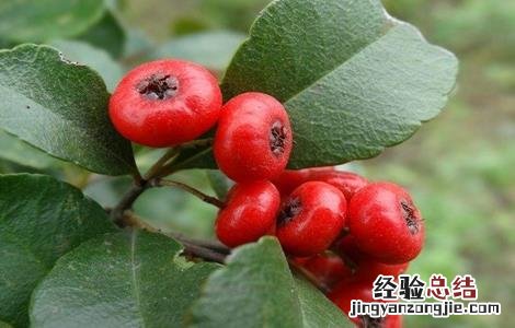 火棘果的种植方法 火棘果的种植方法和管理