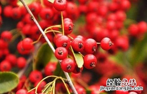 火棘果的种植方法 火棘果的种植方法和管理