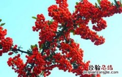 火棘果的种植方法 火棘果的种植方法和管理