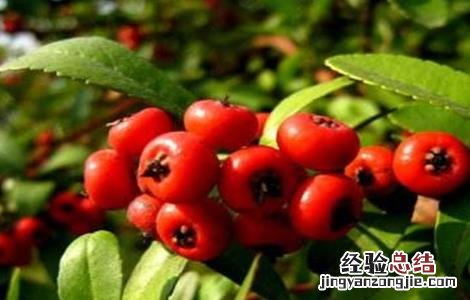 火棘果的种植方法 火棘果的种植方法和管理