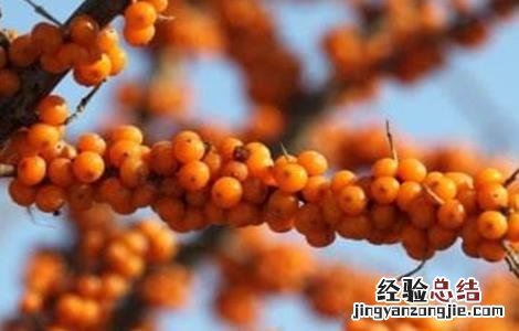 种植沙棘果该怎么管理 种植沙棘果该怎么管理好