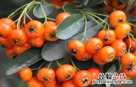 种植沙棘果该怎么管理 种植沙棘果该怎么管理好