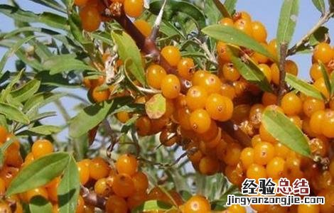 种植沙棘果该怎么管理 种植沙棘果该怎么管理好