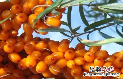 种植沙棘果该怎么管理 种植沙棘果该怎么管理好