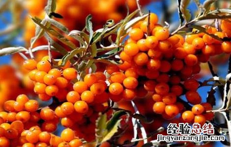 种植沙棘果该怎么管理 种植沙棘果该怎么管理好