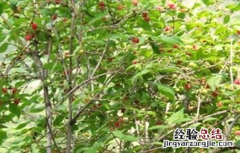 杈杷果适合哪里种植 杈杷果怎么种植