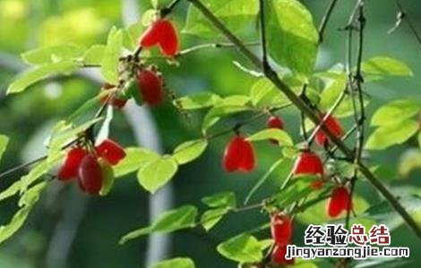 杈杷果适合哪里种植 杈杷果怎么种植