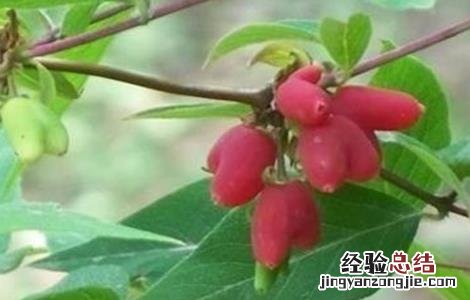 杈杷果适合哪里种植 杈杷果怎么种植