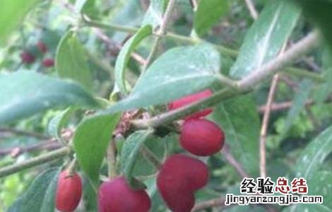 杈杷果适合哪里种植 杈杷果怎么种植