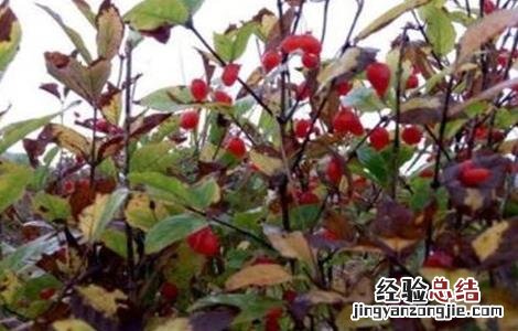 杈杷果适合哪里种植 杈杷果怎么种植