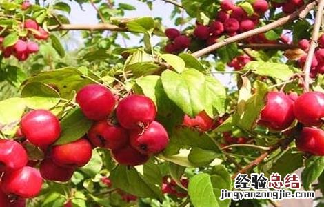 海棠果的果园管理 海棠果树盆栽怎么才能结果