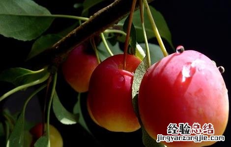 海棠果的果园管理 海棠果树盆栽怎么才能结果