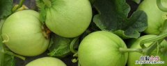 甜瓜种植用什么肥料 甜瓜需要什么肥料