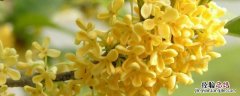 桂花能做什么食物 桂花能做什么
