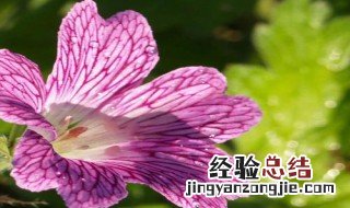 天竺葵的寓意与故事 天竺葵有什么传说故事