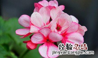 天竺葵的花语和寓意 天竺葵的花语和寓意蓝色